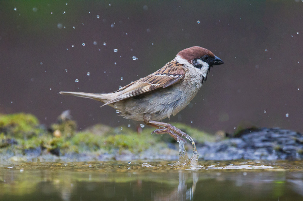 Eurasian Tree Sparrow (passer montanus)