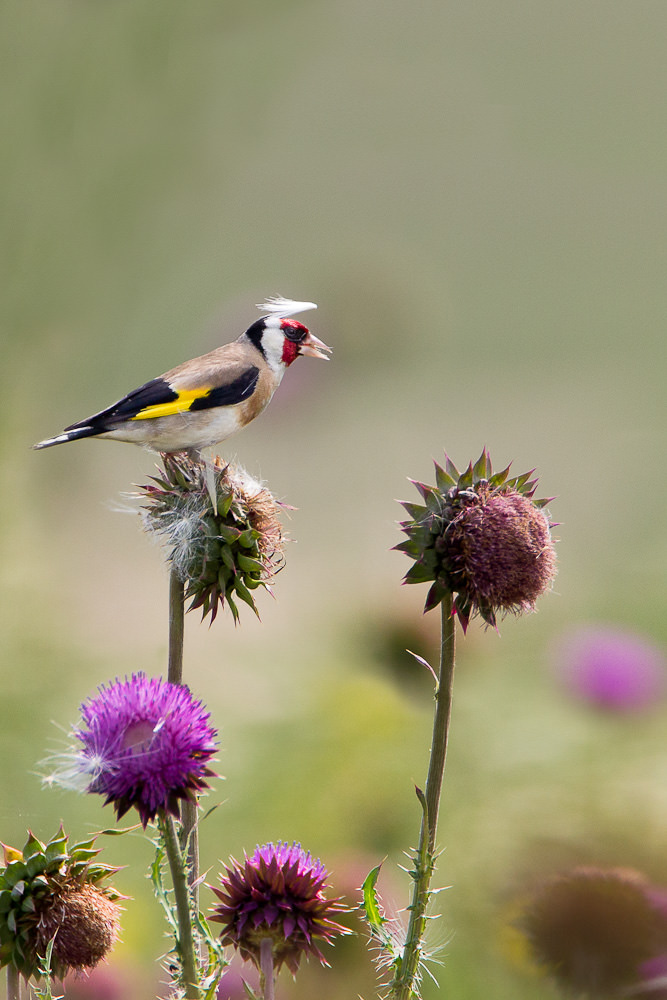 European Goldfinch (carduelis carduelis) (1 of 4)