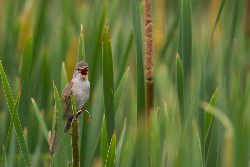 Great Reed-Warbler (acrocephalis arundinaceus) (3 of 3)