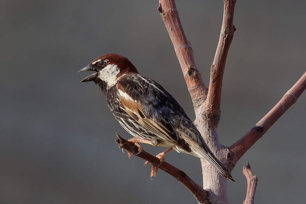 Spannish Sparrow (passer hispaniolensis)