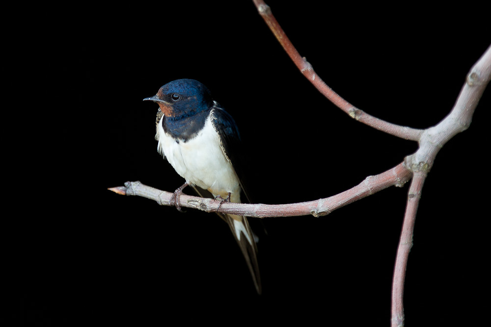 Barn Swallow (hirundo rustica)