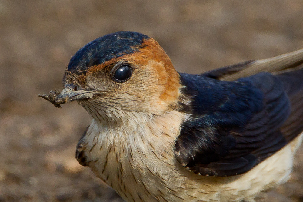 Red-rumped Swallow (hirundo daurica) (1 of 7)