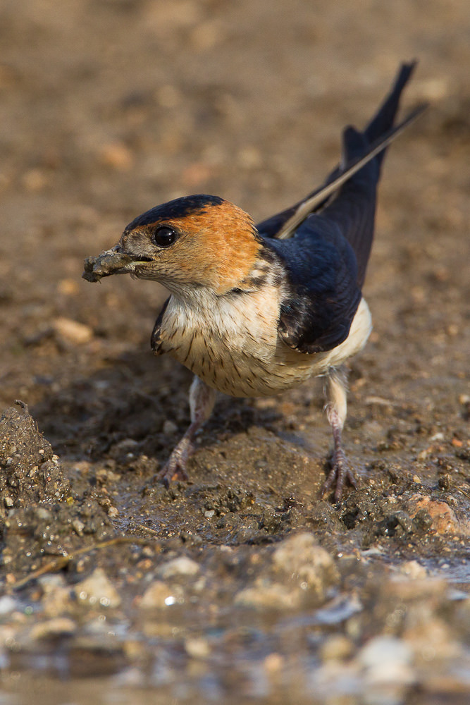 Red-rumped Swallow (hirundo daurica) (2 of 7)