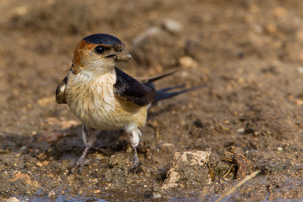 Red-rumped Swallow (hirundo daurica) (3 of 7)