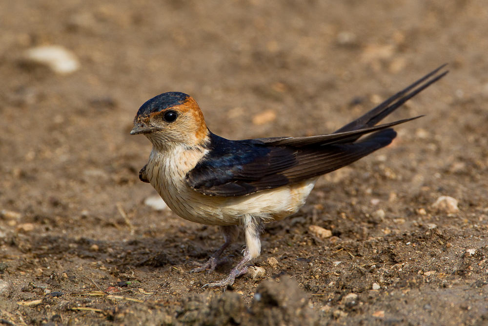 Red-rumped Swallow (hirundo daurica) (4 of 7)
