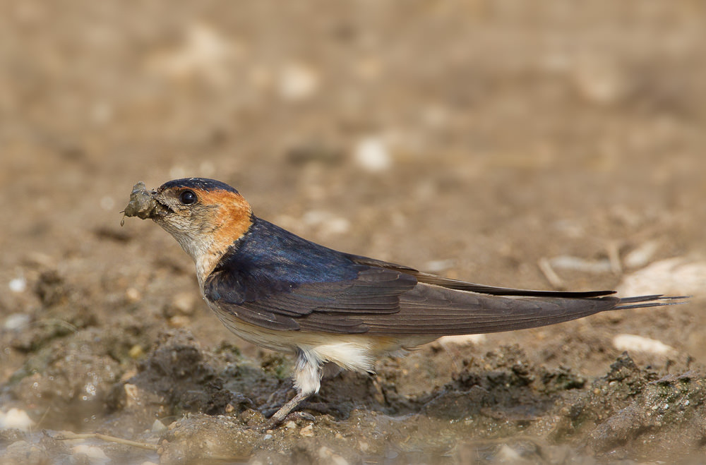 Red-rumped Swallow (hirundo daurica) (5 of 7)