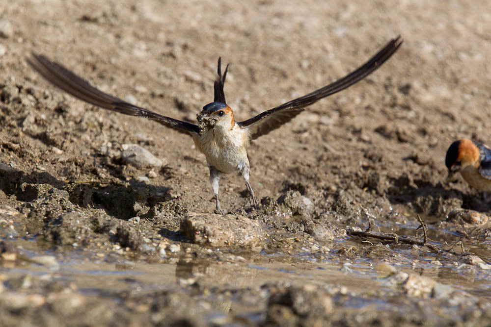 Red-rumped Swallow (hirundo daurica) (6 of 7)