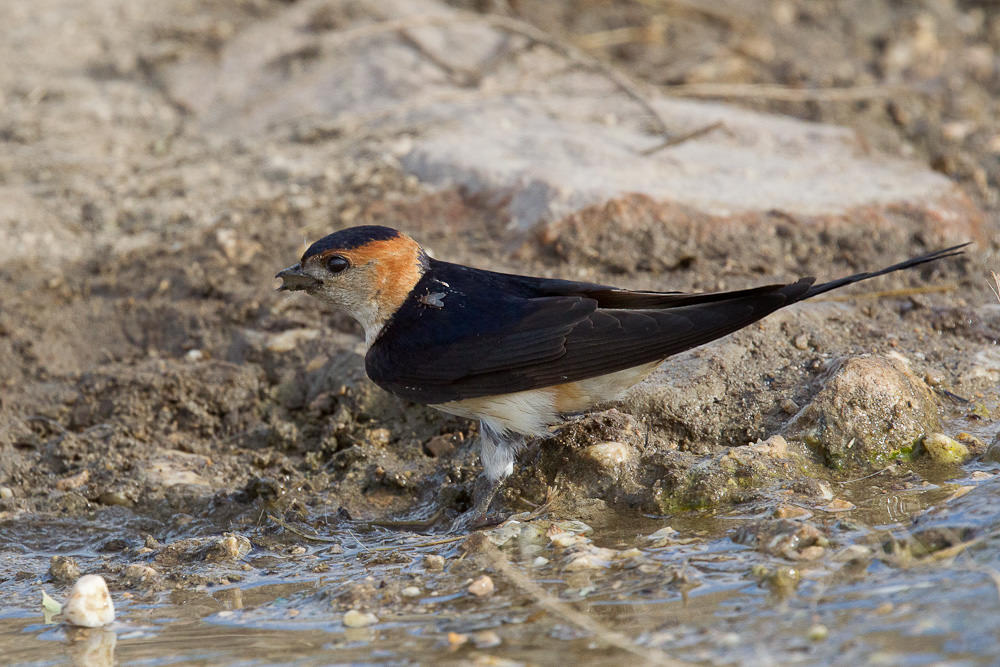 Red-rumped Swallow (hirundo daurica) (7 of 7)
