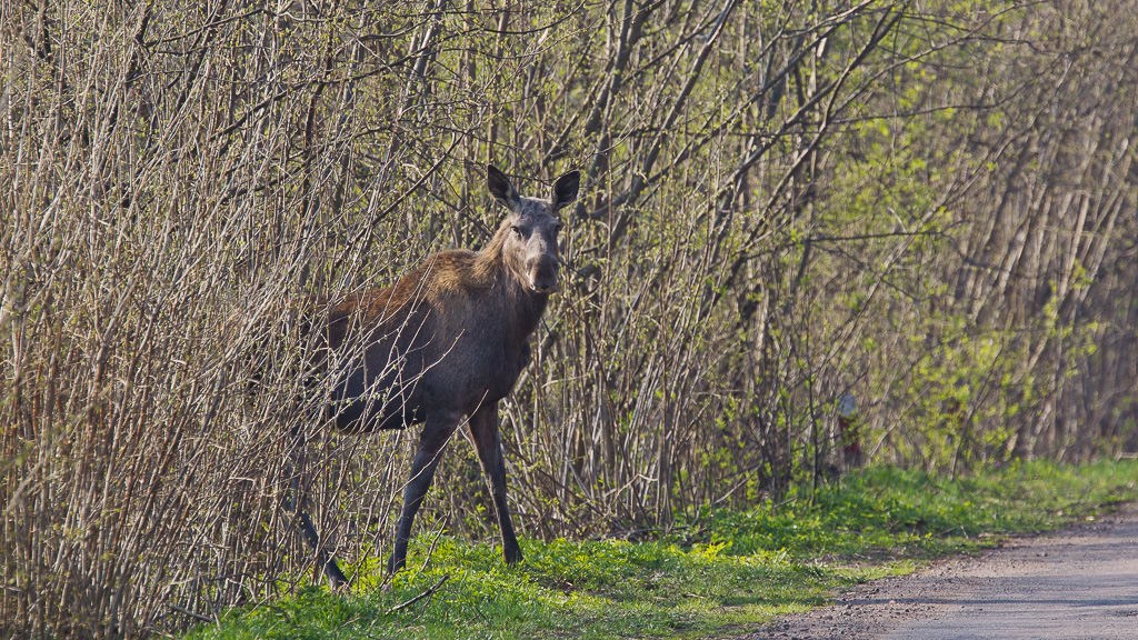Elk (alces alces) (6 of 8)