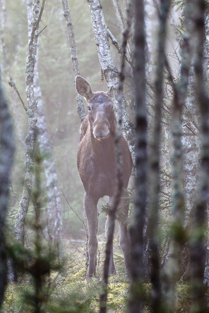 Elk (alces alces) (7 of 8)