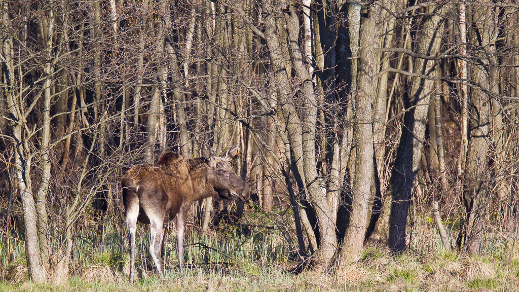 Elk (alces alces) (8 of 8)