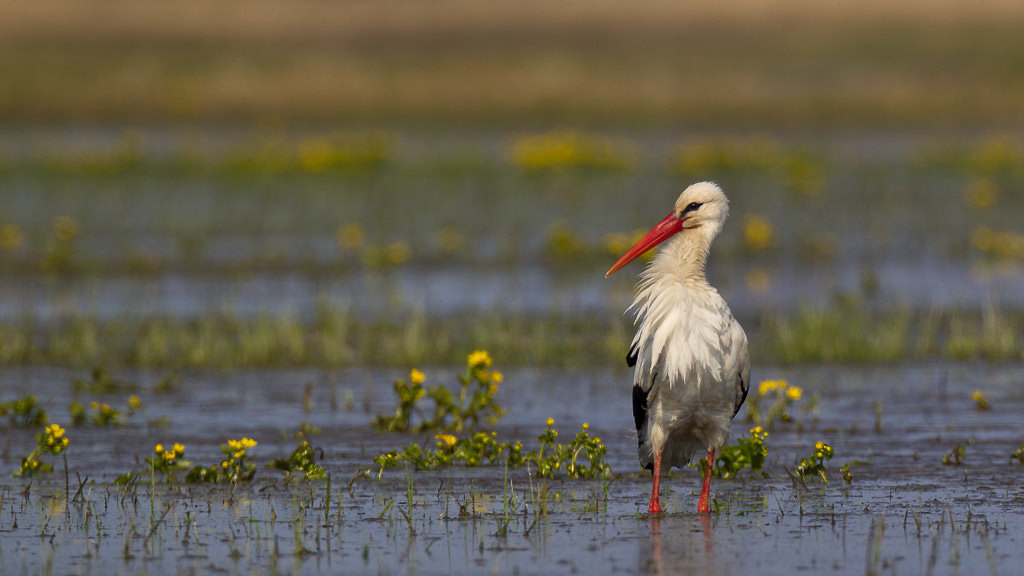 White Stork (ciconia ciconia) (2 of 9)