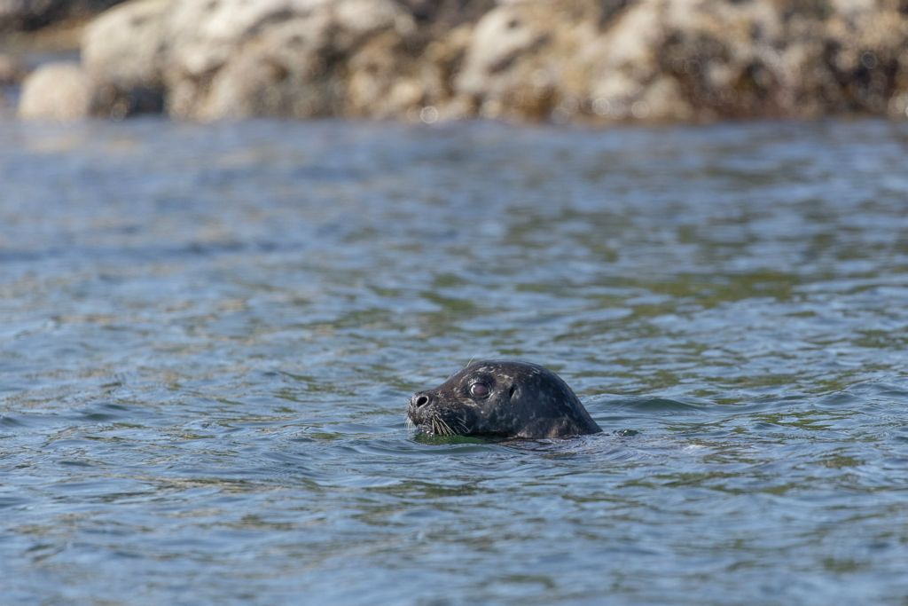 British Columbia - Seals