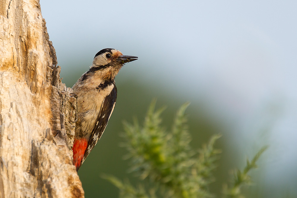 Syrian Woodpecker (dendrocopus syriacus)  (1 of 7)