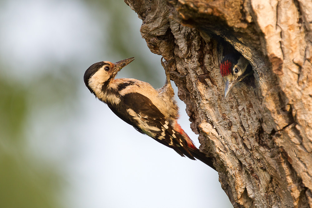 Syrian Woodpecker (dendrocopus syriacus)  (2 of 7)