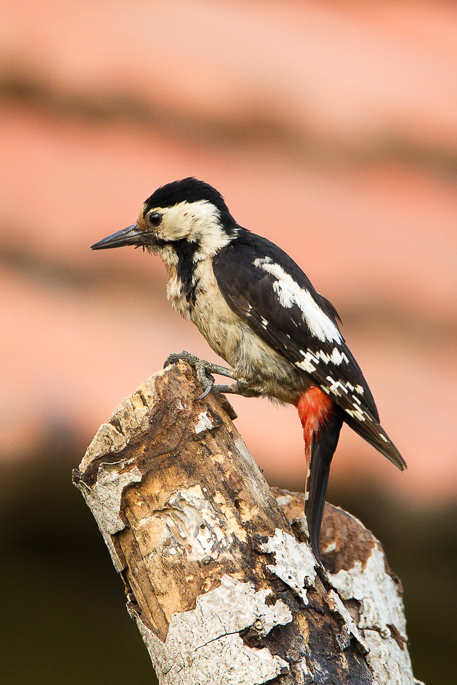 Syrian Woodpecker (dendrocopus syriacus)  (4 of 7)