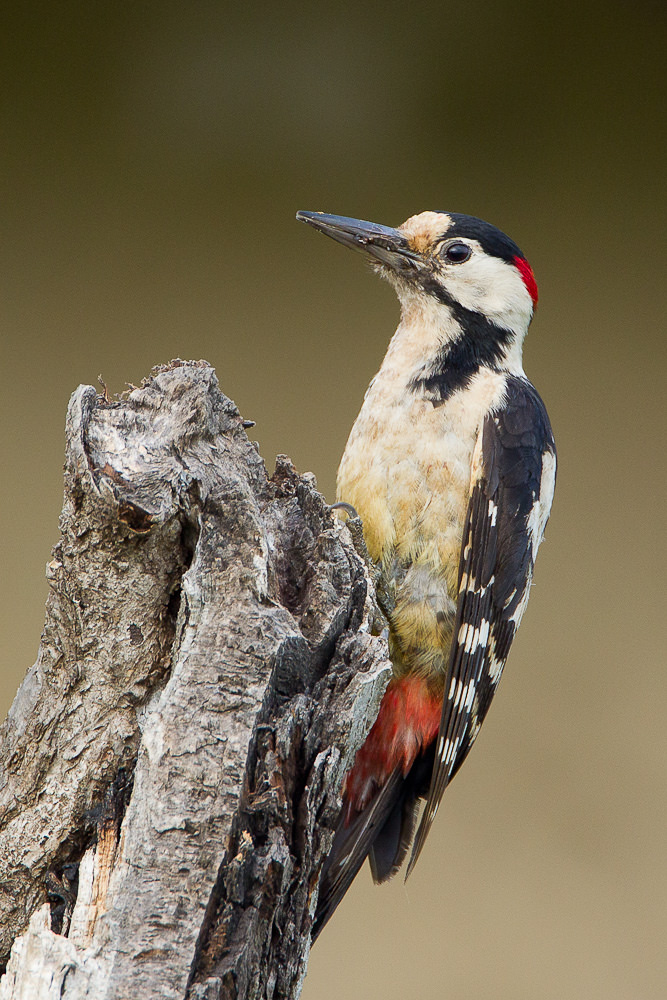 Syrian Woodpecker (dendrocopus syriacus)  (5 of 7)