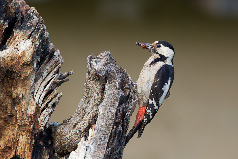 Syrian Woodpecker (dendrocopus syriacus)  (7 of 7)