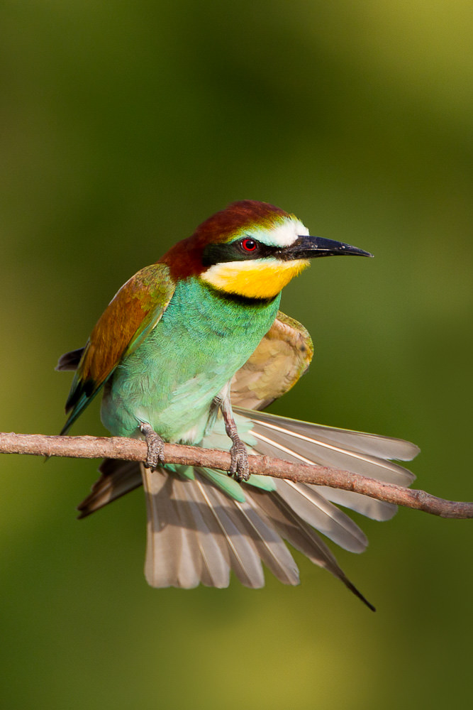 European Bee-eater (merops apiaster) (1 of 5)