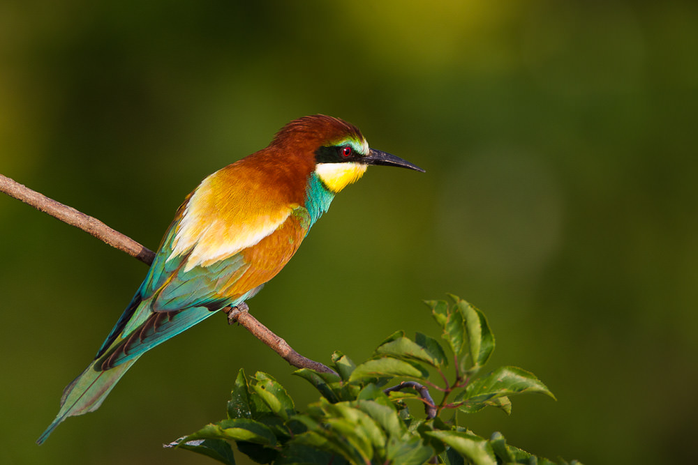 European Bee-eater (merops apiaster) (5 of 5)