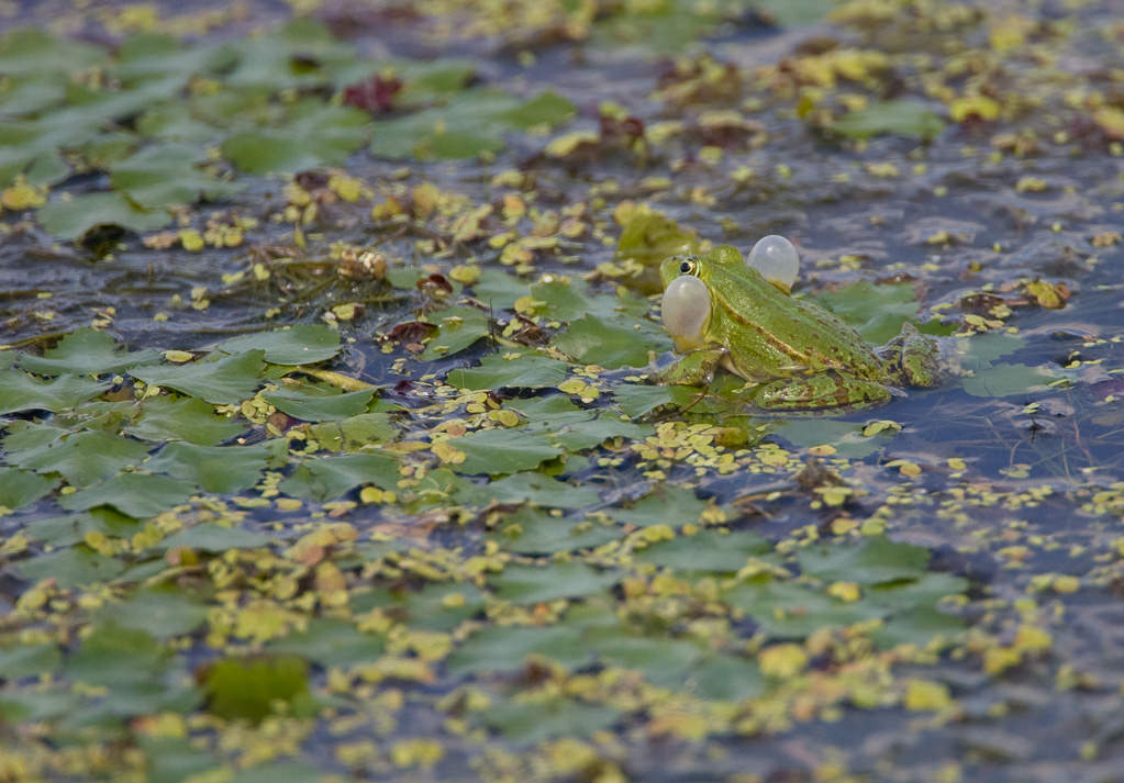 Green Frog (1 of 2)