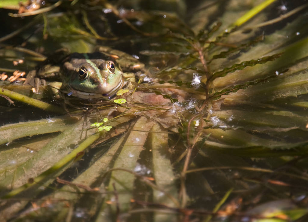 Green Frog (2 of 2)