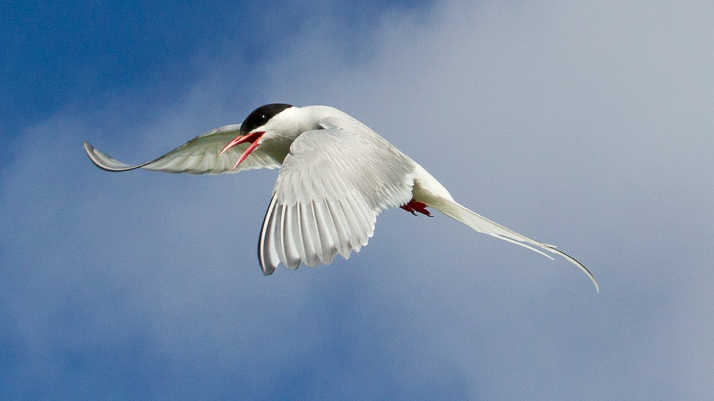 Arctic tern (Sterna paradisaea) 1
