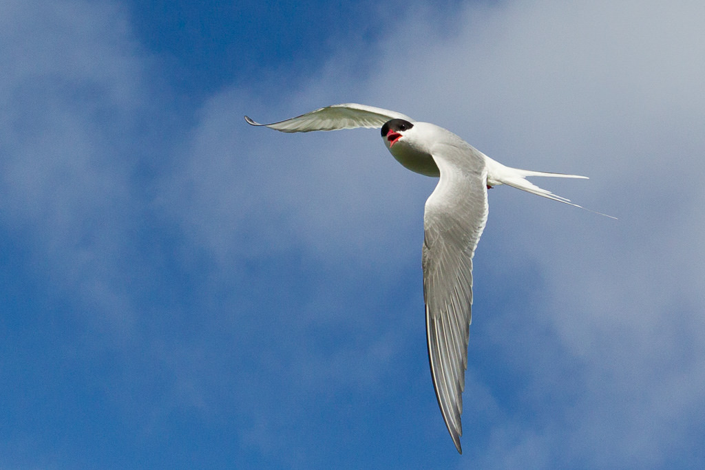 Arctic tern (Sterna paradisaea) 2