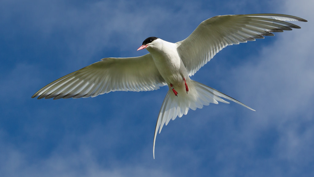 Arctic tern (Sterna paradisaea) 4