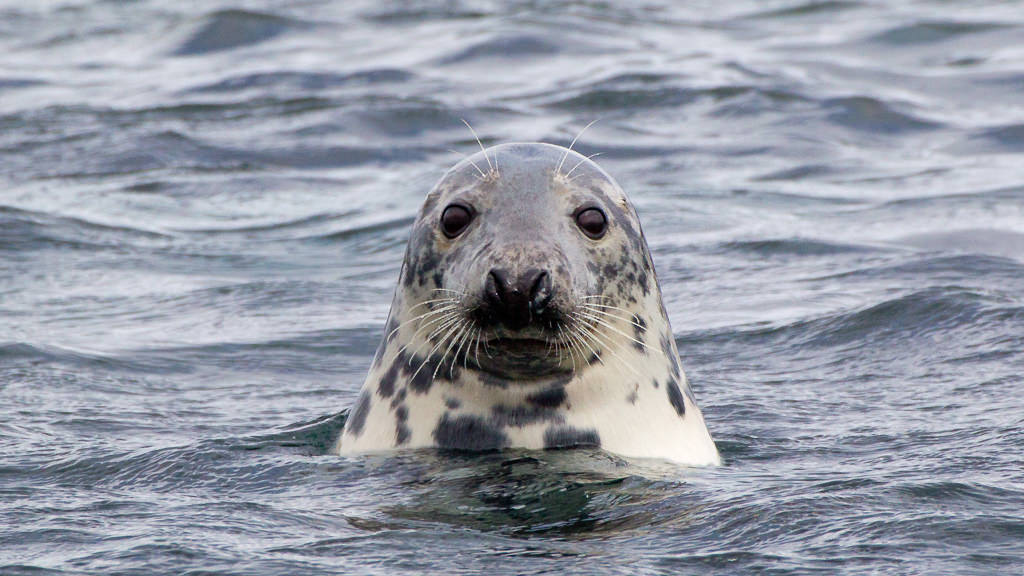 Grey Seal (halichoerus grypus) 3