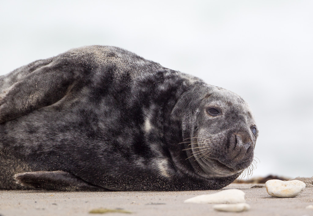 Adult Grey Seal (Halichoerus grypus) (4 of 7)