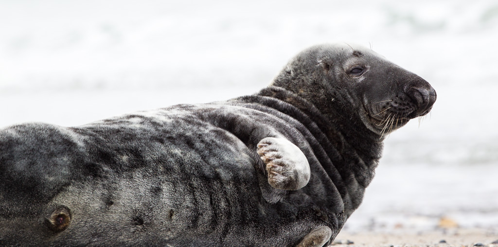 Adult Grey Seal (Halichoerus grypus) (6 of 7)