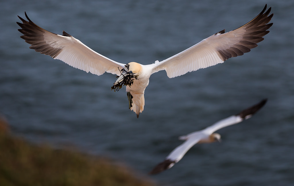 Gannets in flight (2 of 9)
