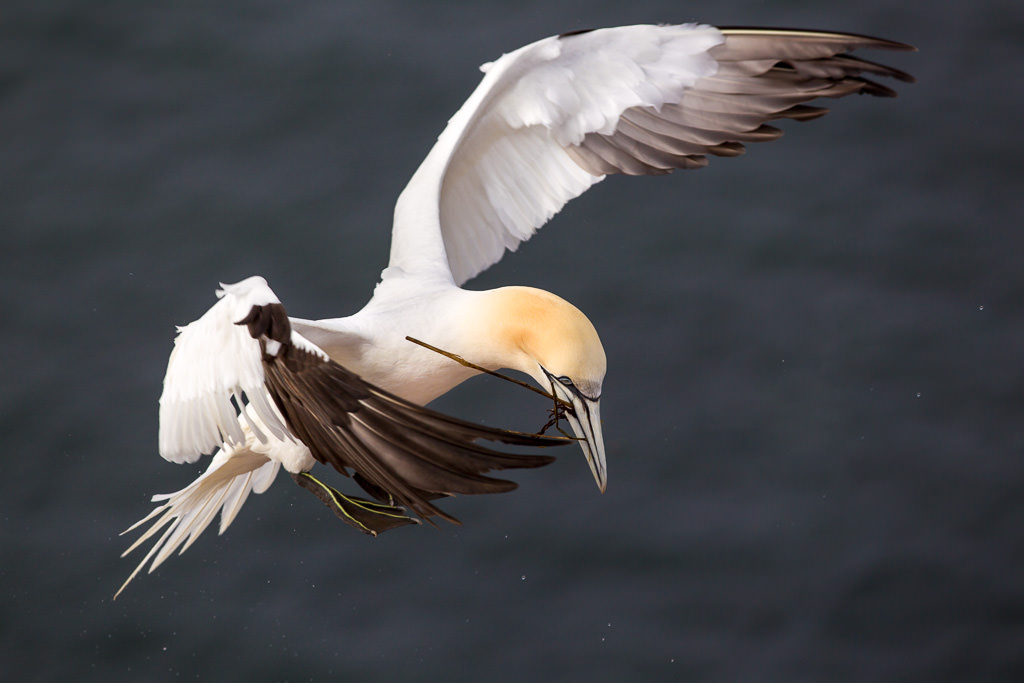 Gannets in flight (7 of 9)