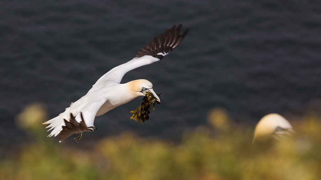 Gannets in flight (9 of 9)