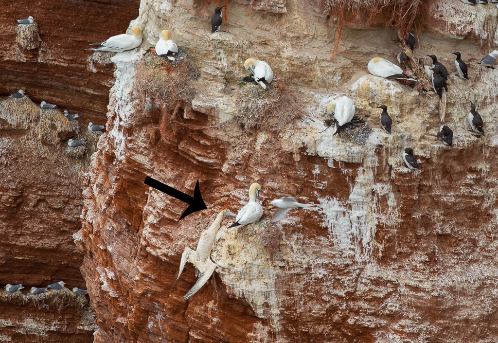 Gannets on rocks (3 of 13)