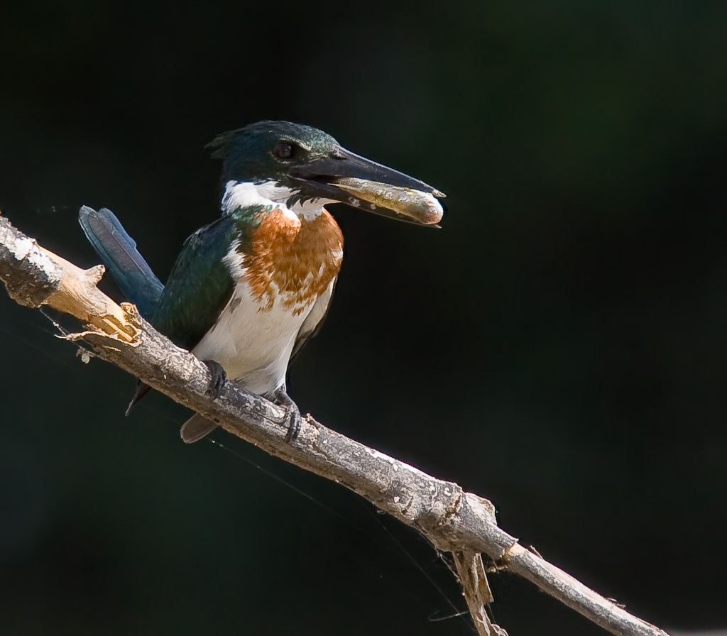 Amazon Kingfisher (chloroceryle amazona) (5 of 5)