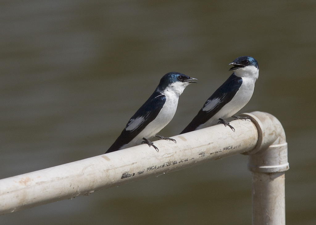 White-winged Swallow (tachycineta albiventer) (2 of 3)