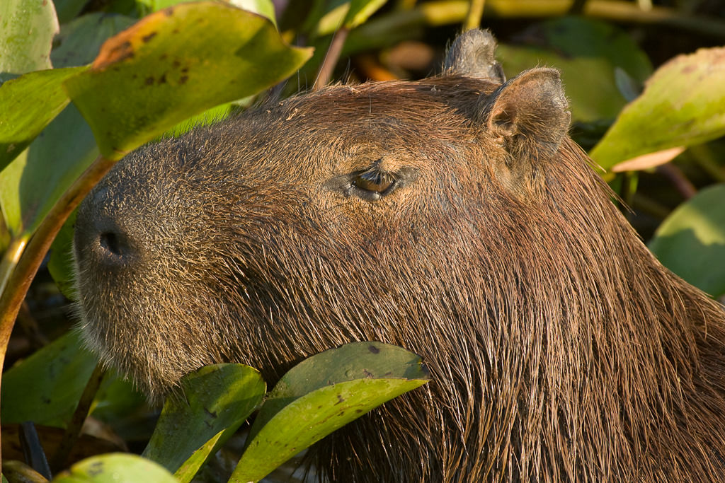 Capybara (hydrochoerus hydrochaeris) (1 of 3)