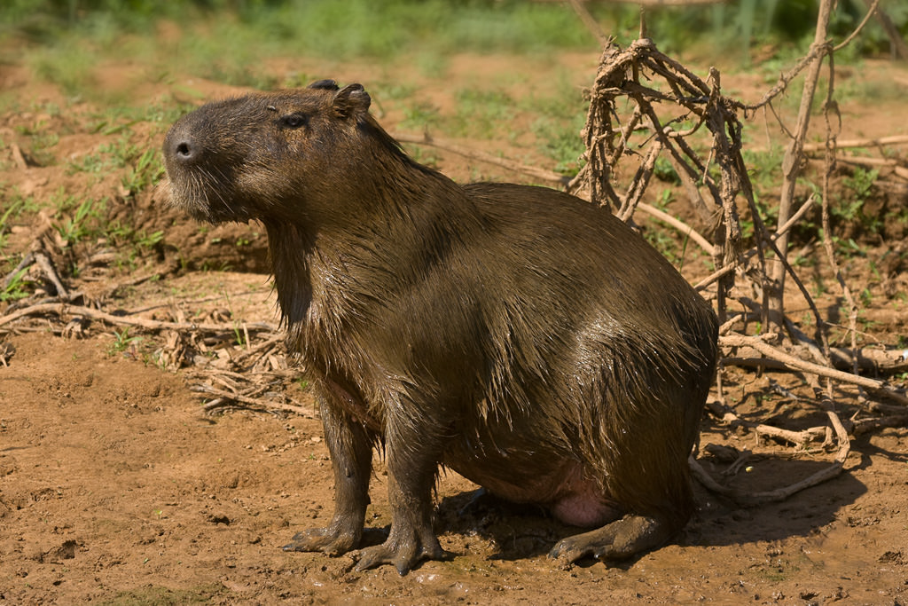 Capybara (hydrochoerus hydrochaeris) (2 of 3)