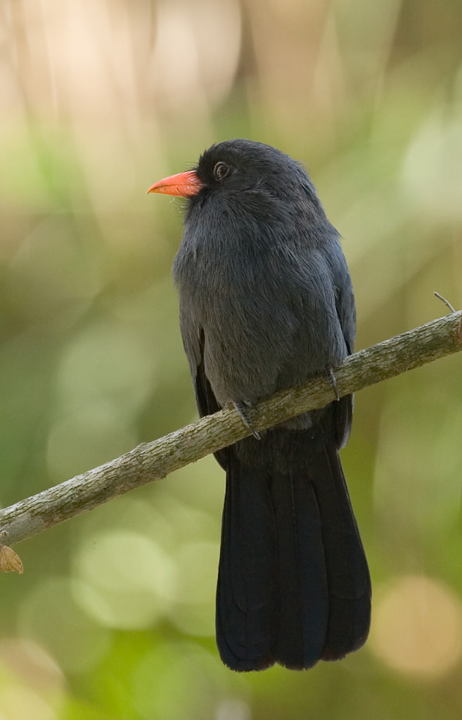 Black-fronted Nunbird (monasa nigrifrons)