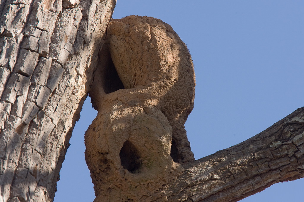 Ovenbird nest_