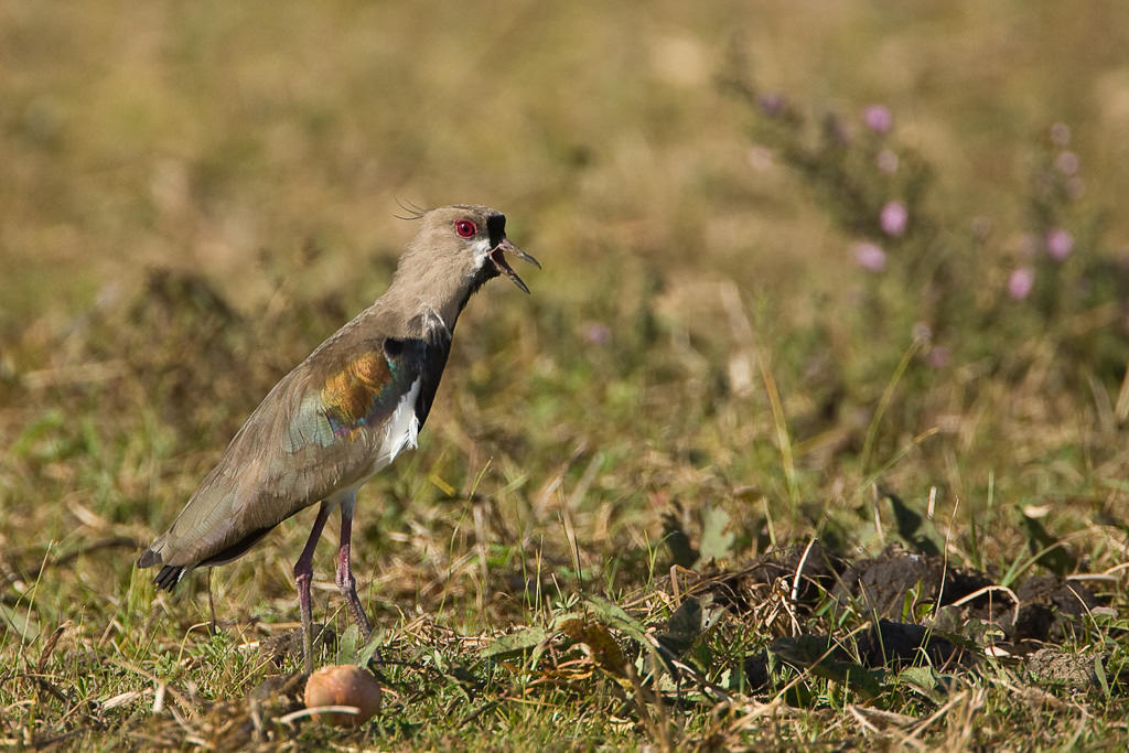 Southern Lapwing (vanellus chilensis) (1 of 2)