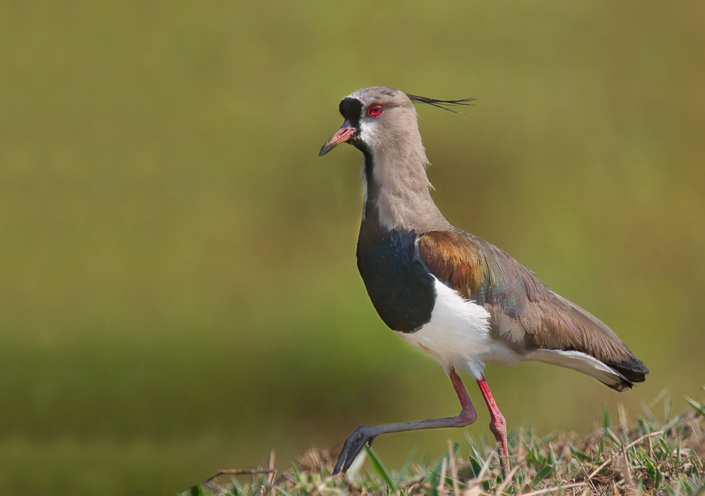 Southern Lapwing (vanellus chilensis) (2 of 2)