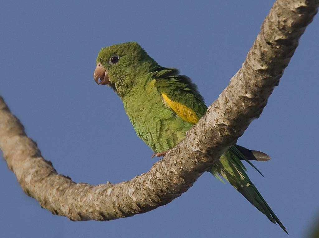 Canary-winged Parakeet (brotogerus versicolorus) (2 of 4)