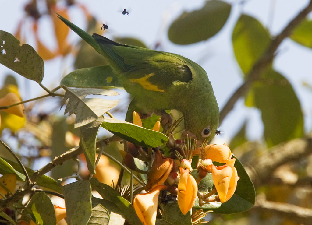 Canary-winged Parakeet (brotogerus versicolorus) (4 of 4)