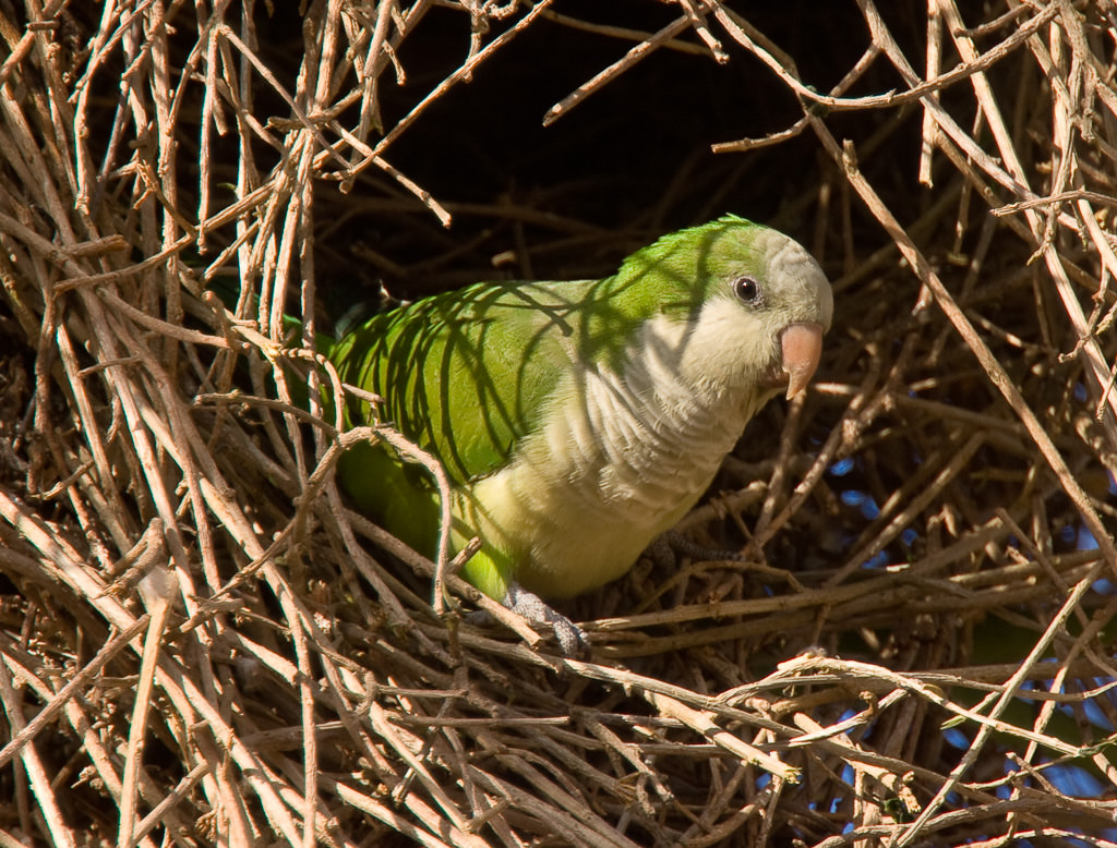 Grey-hooded Parakeet (psilopsiagon aymara) (1 of 3)