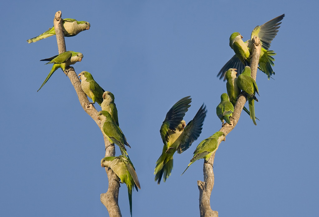 Grey-hooded Parakeet (psilopsiagon aymara) (3 of 3)