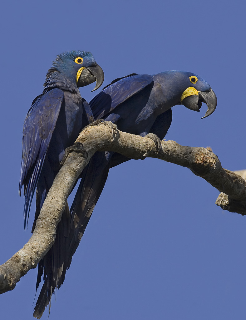 Hyacinth Macaw  (anordorhynchus hyavinthinus) (1 of 6)