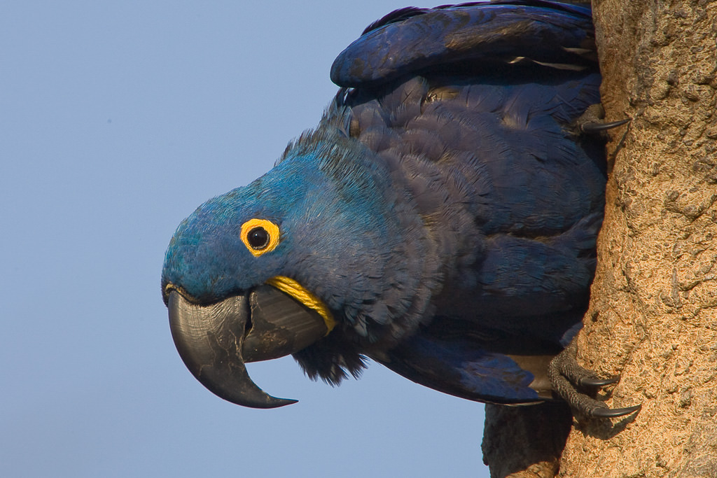 Hyacinth Macaw  (anordorhynchus hyavinthinus) (2 of 6)